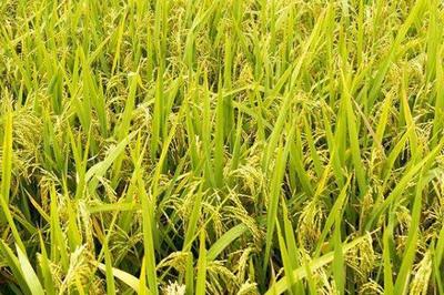 水稻种植用药注意事项