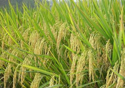 水稻种植技术:早插秧的优点以及高产水稻的最适插秧期介绍