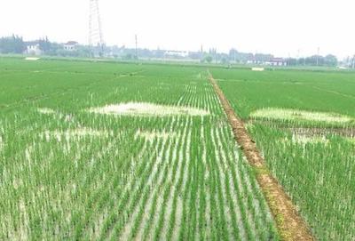 水稻移栽后生长停滞,不返青分蘖是什么原因?该怎么解决?