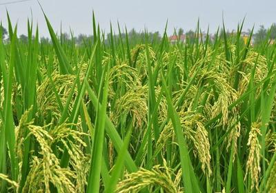 关于水稻种植,水稻粒叶对产量的影响,你知道吗,了解一下