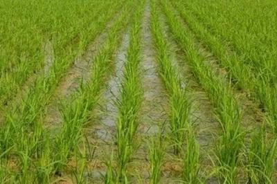 海南水稻一年收割几次,附种植方法