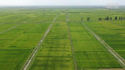 “袁隆平海水稻”种植模式在宁夏生根发芽