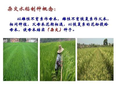杂交水稻制种技术PPT