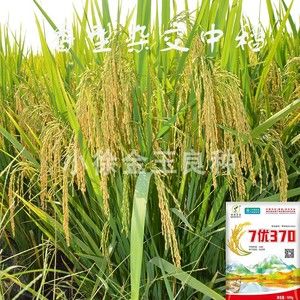 香米杂交水稻种