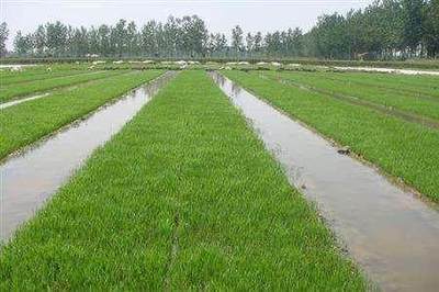 南方地区水稻的育秧技术要点