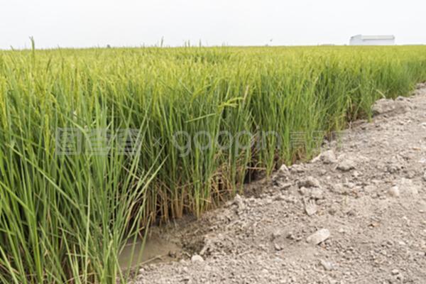 未熟水稻种植园