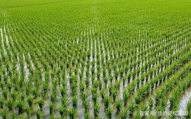 水稻种植想高产?这七点要重视,尤其是施肥和防虫