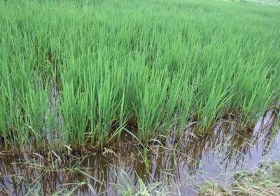 水稻种植技术:水稻抛秧的管理事项以及注意要点