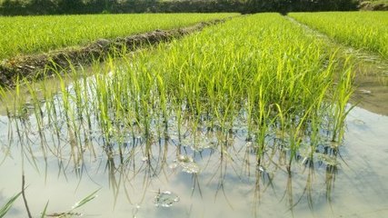 镇巴县植保站送技术到田间帮助农民科学防治水稻病虫害