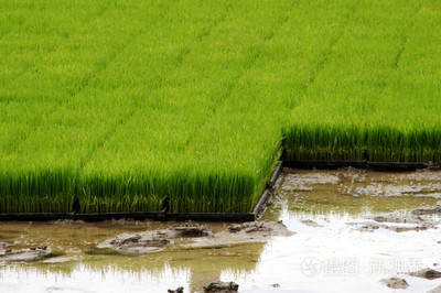 用机器种植水稻幼苗