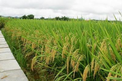 怎么管理使水稻灌浆饱满米质好产量高, 活杆成熟至关重要!